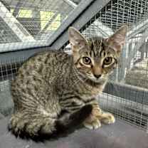 Thumbnail photo of Pippin #3