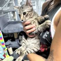 Thumbnail photo of Gandalf #3