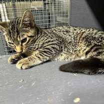 Thumbnail photo of Pippin #4