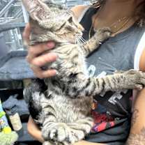 Thumbnail photo of Gandalf #4