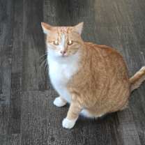 Thumbnail photo of Milo #2