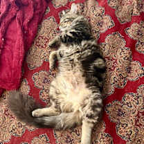 Thumbnail photo of Orion #1