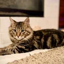 Thumbnail photo of Orion #2