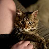 Thumbnail photo of Orion #3