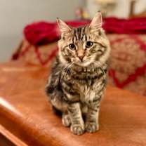 Thumbnail photo of Orion #4