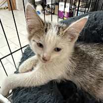 Thumbnail photo of Phoenix #1