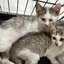 Thumbnail photo of Phoenix #2