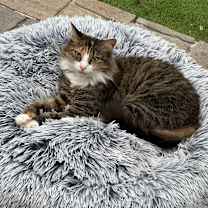 Thumbnail photo of Dovie #1