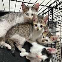 Thumbnail photo of Phoenix #3