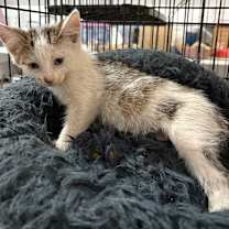 Thumbnail photo of Phoenix #4