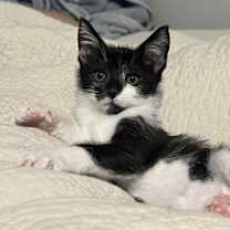 Thumbnail photo of Fossil Fuel #2