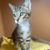 Thumbnail photo of Augustus #1