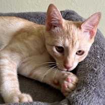 Thumbnail photo of Waffles #sweet-tooth-litter #2