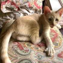 Thumbnail photo of Waffles #sweet-tooth-litter #3