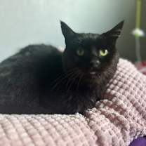 Thumbnail photo of Toothless #1