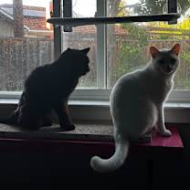 Thumbnail photo of Toothless #4