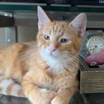 Thumbnail photo of Chive #2