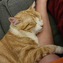 Thumbnail photo of Pumpkin 🎃 #1