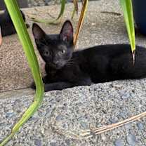 Thumbnail photo of Scarlett #2