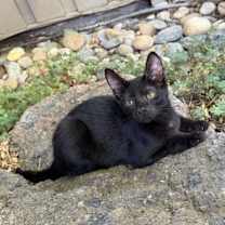 Thumbnail photo of Scarlett #3