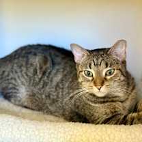 adopt-pet