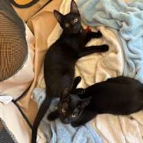 Thumbnail photo of Star #4