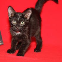 Thumbnail photo of Crockpot Meatballs (Neutered) #1