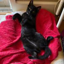 Thumbnail photo of Star #2