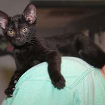 Thumbnail photo of Sloppy Joes (Neutered) #1