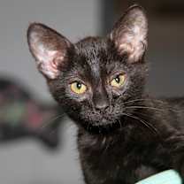 Thumbnail photo of Sloppy Joes (Neutered) #2