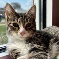 adopt-pet
