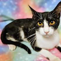 Thumbnail photo of Suzy Q - RC PetSmart #2