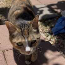 Thumbnail photo of Nabi #4