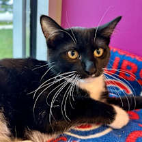 adopt-pet