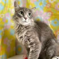 Thumbnail photo of Minerva #3