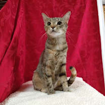 Thumbnail photo of Scarlet #2