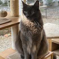 Thumbnail photo of Cody #1