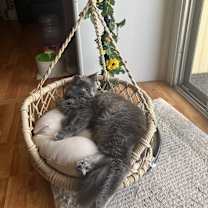 Thumbnail photo of Cody #2