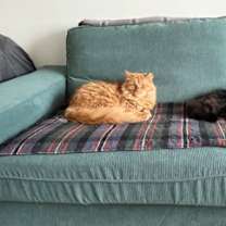 Thumbnail photo of Riff *MUST BE ADOPTED WITH JIM #2