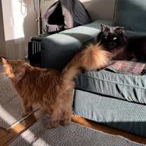 Thumbnail photo of Jimmy *MUST BE ADOPTED WITH RI #2