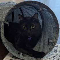 Thumbnail photo of Shoyu #1