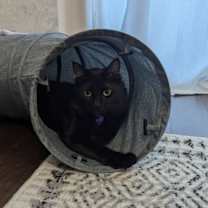 Thumbnail photo of Shoyu #2