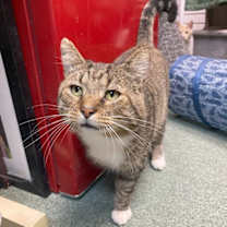 Thumbnail photo of Buddy Holly (FIV+) #1