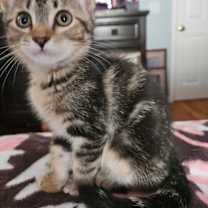 Thumbnail photo of Abby #2