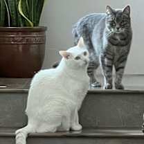 Thumbnail photo of Monkey (and Ducky) #1