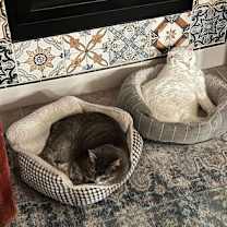 Thumbnail photo of Monkey (and Ducky) #3