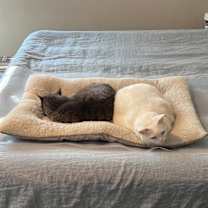 Thumbnail photo of Monkey (and Ducky) #4