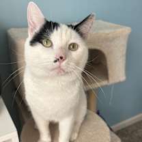 adopt-pet