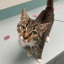 adopt-pet