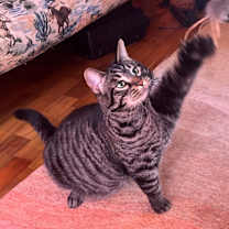 Thumbnail photo of Partoli #1